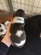German Shorthaired Pointer Puppies for sale in Jurupa Valley, CA 91752, USA. price: $800