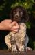 German Shorthaired Pointer Puppies for sale in Scottsdale, AZ, USA. price: $600