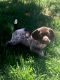 German Shorthaired Pointer Puppies for sale in Moreno Valley, CA 92551, USA. price: $800