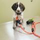 German Shorthaired Pointer Puppies for sale in Banning, CA, USA. price: $1,400