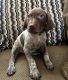 German Shorthaired Pointer Puppies for sale in Moreno Valley, CA 92551, USA. price: $800