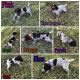 German Shorthaired Pointer Puppies for sale in Goliad, TX 77963, USA. price: NA