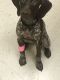 German Shorthaired Pointer Puppies for sale in Norfolk, VA, USA. price: $750