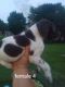 German Shorthaired Pointer Puppies for sale in Luverne, MN 56156, USA. price: NA
