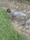 German Shorthaired Pointer Puppies for sale in Starkville, MS 39759, USA. price: NA