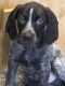 German Shorthaired Pointer Puppies for sale in Pulaski, NY 13142, USA. price: NA