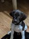 German Shorthaired Pointer Puppies for sale in Scranton, PA, USA. price: NA