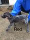German Shorthaired Pointer Puppies for sale in Woodstock, MN 56186, USA. price: NA