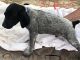 German Shorthaired Pointer Puppies for sale in Chauncey, GA 31011, USA. price: $500