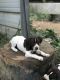 German Shorthaired Pointer Puppies for sale in Shelbyville, TN 37160, USA. price: $800