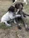 German Shorthaired Pointer Puppies for sale in Gonzales, TX 78629, USA. price: NA