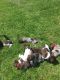German Shorthaired Pointer Puppies for sale in Menominee, MI 49858, USA. price: $650