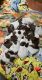 German Shorthaired Pointer Puppies for sale in Emlenton, PA 16373, USA. price: NA