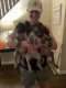 German Shorthaired Pointer Puppies for sale in Acworth, GA, USA. price: NA