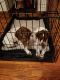 German Shorthaired Pointer Puppies for sale in Haledon, NJ 07508, USA. price: NA