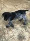German Shorthaired Pointer Puppies for sale in Glenwood, GA, USA. price: NA