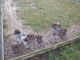 German Shorthaired Pointer Puppies for sale in Cumberland County, VA, USA. price: $500