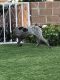 German Shorthaired Pointer Puppies for sale in Bakersfield, CA, USA. price: $500