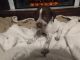 German Shorthaired Pointer Puppies for sale in Home, PA 15747, USA. price: $800