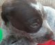 German Shorthaired Pointer Puppies for sale in Lake Balboa, Los Angeles, CA, USA. price: NA