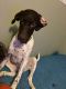 German Shorthaired Pointer Puppies for sale in Greenville, SC, USA. price: NA
