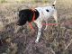 German Shorthaired Pointer Puppies for sale in Tucson, AZ, USA. price: $400