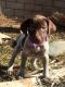 German Shorthaired Pointer Puppies for sale in Moreno Valley, CA 92551, USA. price: $900
