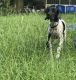 German Shorthaired Pointer Puppies for sale in Haines City, FL, USA. price: NA