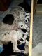 German Shorthaired Pointer Puppies for sale in Blacklick, OH 43004, USA. price: NA