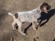 German Shorthaired Pointer Puppies for sale in Topeka, IL 61567, USA. price: NA