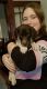 German Shorthaired Pointer Puppies for sale in New Bedford, MA, USA. price: $1,000