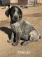 German Shorthaired Pointer Puppies for sale in Oak Hills, CA 92344, USA. price: $700