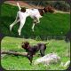 German Shorthaired Pointer Puppies for sale in Mesa, AZ, USA. price: NA
