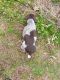 German Shorthaired Pointer Puppies for sale in Henagar, AL, USA. price: NA