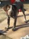 German Shorthaired Pointer Puppies for sale in Merced, CA, USA. price: NA