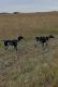 German Shorthaired Pointer Puppies for sale in Meriden, KS 66512, USA. price: $600