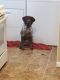 German Shorthaired Pointer Puppies for sale in Bolingbrook, IL, USA. price: NA
