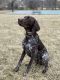 German Shorthaired Pointer Puppies for sale in Nashville, TN, USA. price: NA