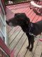 German Shorthaired Pointer Puppies for sale in Pittsburgh, PA, USA. price: NA
