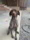 German Shorthaired Pointer Puppies for sale in Indianola, MS 38751, USA. price: $750