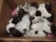 German Shorthaired Pointer Puppies for sale in Home, PA 15747, USA. price: $800