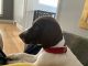 German Shorthaired Pointer Puppies for sale in Chicago Ridge, IL, USA. price: $800