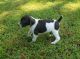 German Shorthaired Pointer Puppies for sale in Symsonia, KY 42082, USA. price: NA