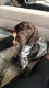 German Shorthaired Pointer Puppies for sale in Buda, TX 78610, USA. price: NA