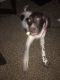 German Shorthaired Pointer Puppies for sale in Oxon Hill, MD, USA. price: NA