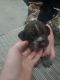 German Shorthaired Pointer Puppies for sale in Fargo, ND, USA. price: NA
