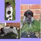 German Shorthaired Pointer Puppies for sale in Secane, Upper Darby, PA, USA. price: $1,500