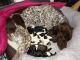 German Shorthaired Pointer Puppies for sale in Marion, IL, USA. price: $1,000