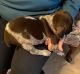 German Shorthaired Pointer Puppies for sale in Douglasville, GA, USA. price: $800