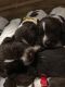 German Shorthaired Pointer Puppies for sale in Woodstock Valley, Woodstock, CT, USA. price: NA